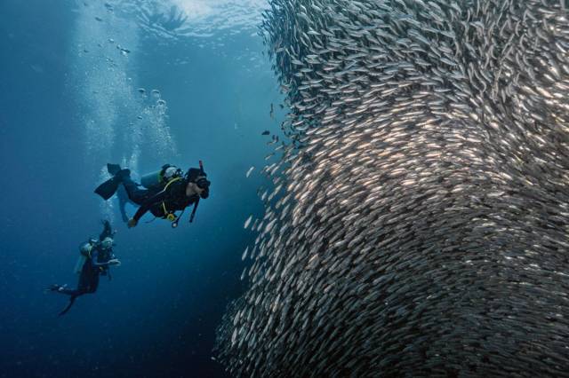Twee duikers van Amigos Dive Center zwemmen langs een muur van sardines bij Moalboal
